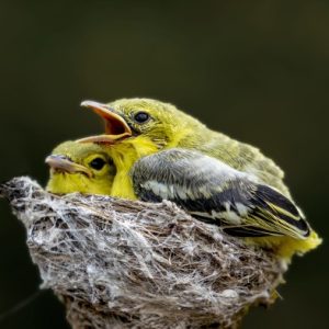 Ảnh đại diện của Huong Duong Van