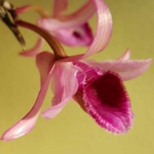 Ảnh đại diện của Vĩnh Phạm Phú