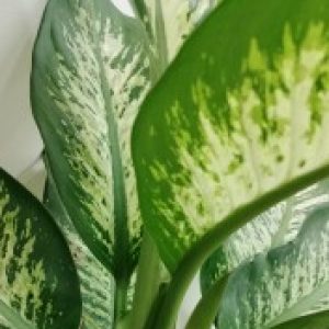 Ảnh đại diện của Truờng Nguyễn Trọng
