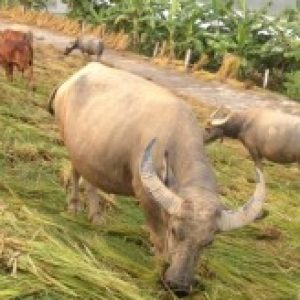 Ảnh đại diện của thanhtrungtrrau