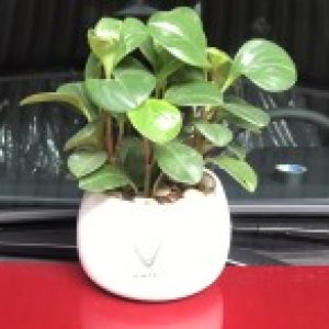 Ảnh đại diện của Phúc Nguyễn Hữu