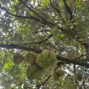 Ảnh đại diện của KIÊN TRẦN