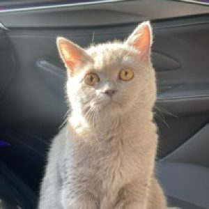 Ảnh đại diện của Nhật Nguyễn